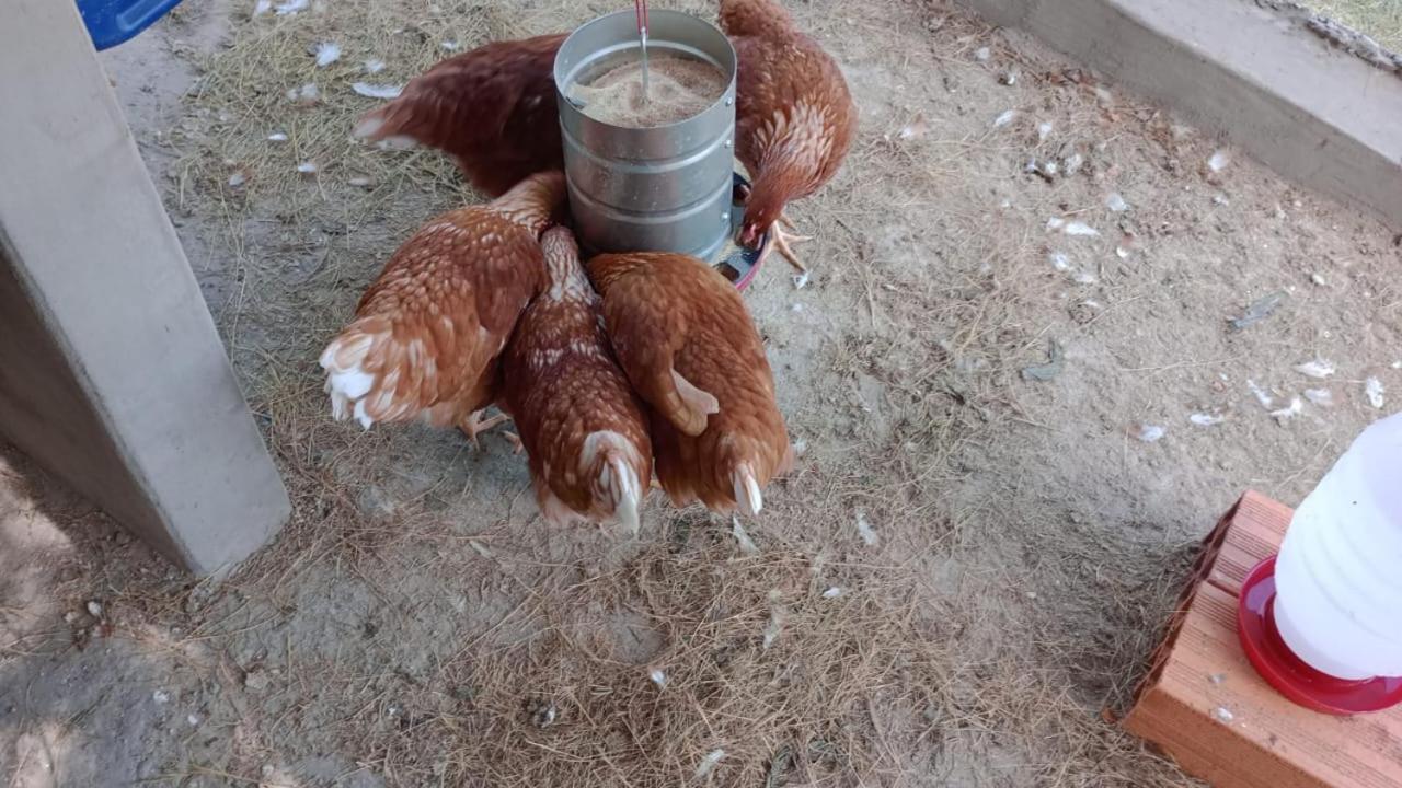 Ibiúna Biju'S Little Farm 빌라 외부 사진